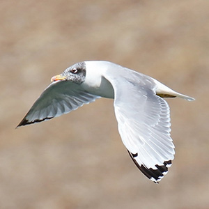 Pallas's Gull